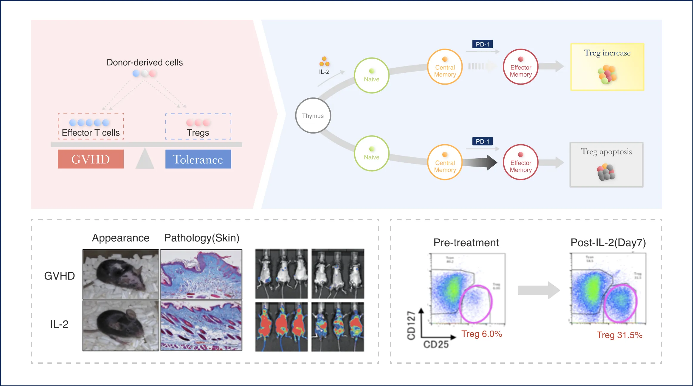 移植免疫研究グループ