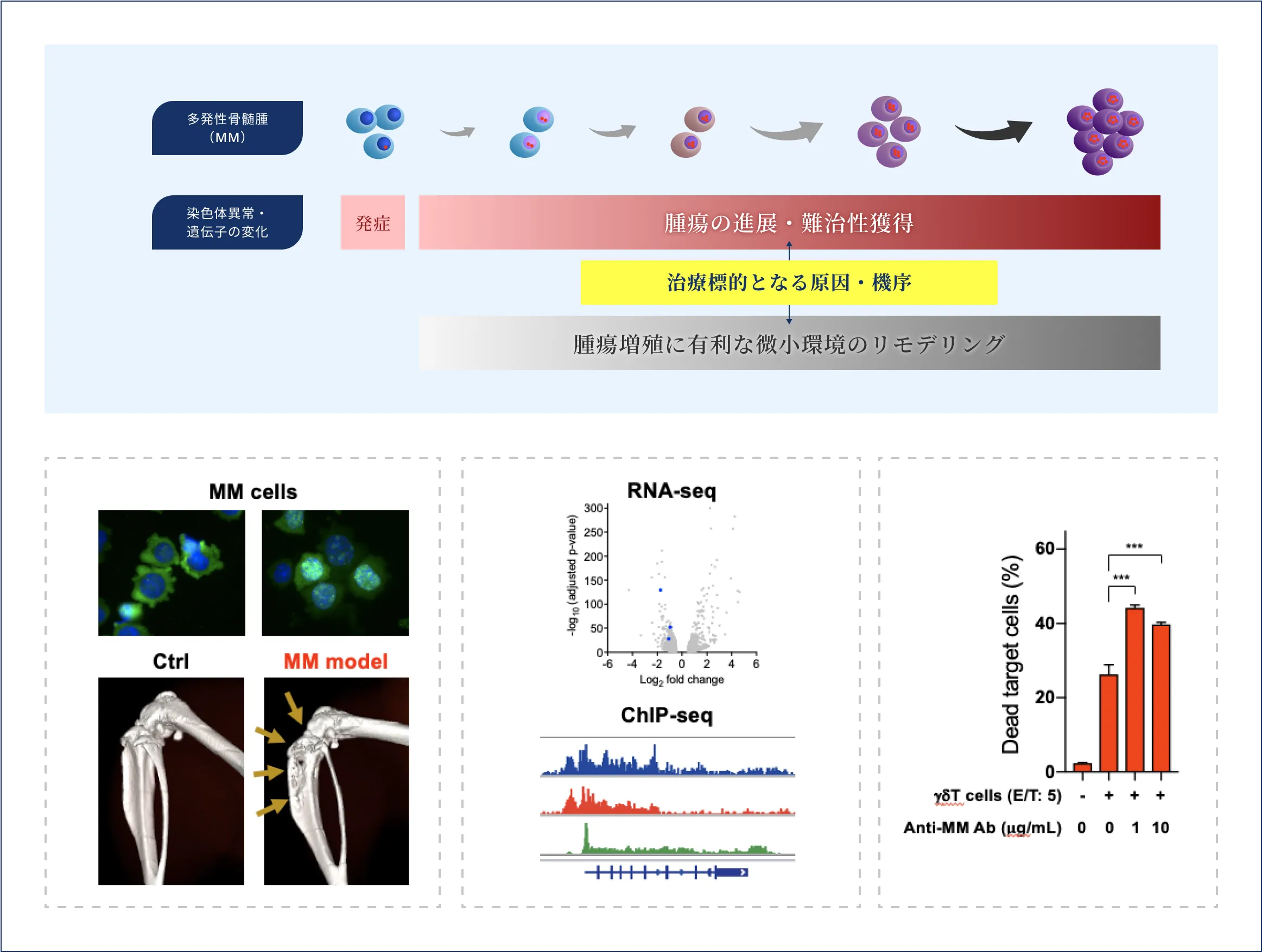 多発性骨髄腫研究グループ